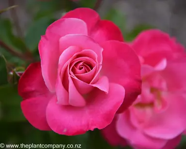 A beautiful pink flower on Rose 'Color Magic'.