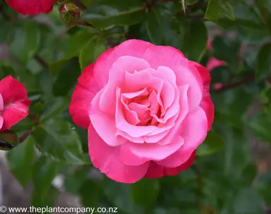 A two-tone pink flower on Rose 'Color Magic'.