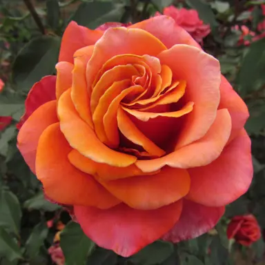 Rose 'Copper Lights' flower in full bloom.