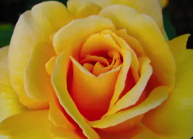 Rose 'Copper Queen' flower.