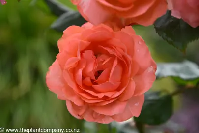 Orange flowers from the Rose Coral Knockout.