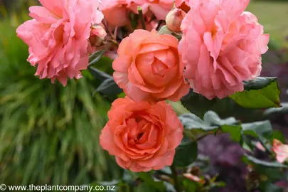 Coral Knockout Rose showcasing orange flowers in a garden.