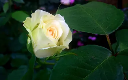 Rose 'Crème de la Crème' flower.