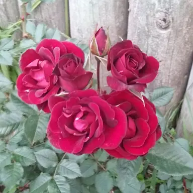 Rose 'Dads Delight' dark red flowers.