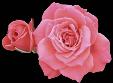 rose-dainty-diana-