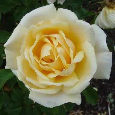 rose-diamond-jubilee-2