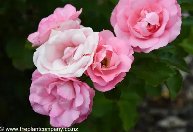 A cluster of pink and white flowers from Rose 'Eye Candy'.