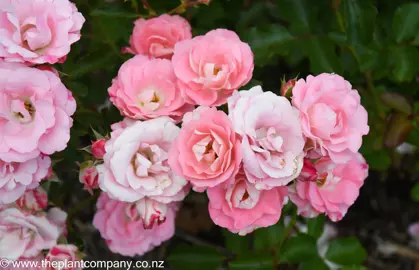 A cluster of beautiful flowers from Rose 'Eye Candy'.