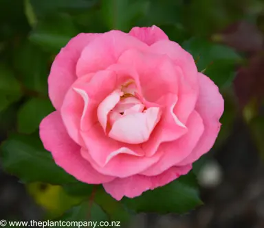 A pink flower from Rose 'Eye Candy'.