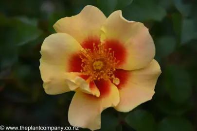 Rose 'Eye Of The Tiger' colourful flowers.