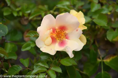 Rose 'Eye Of The Tiger' flowers and lush green foliage.