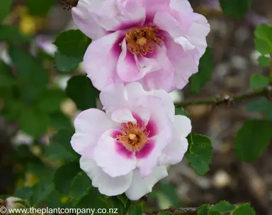 Flowers on Rose 'Eyes For You' ageing to pink.