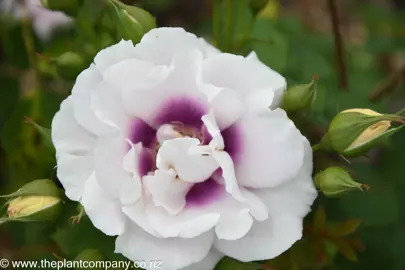 Beauitful purple and white flower on Rose 'Eyes For You'.