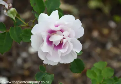 Purple and white flower on Rose 'Eyes For You'.