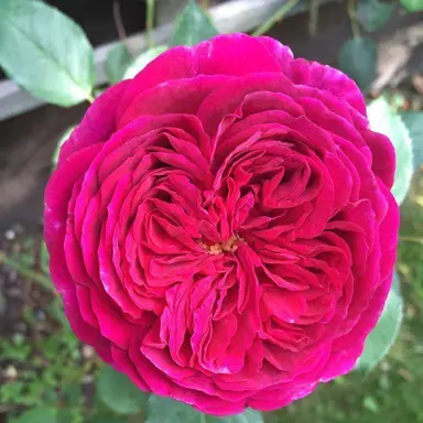 rose-falstaff-3