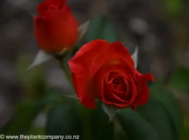 Red flower on Rose 'Fellowship'.