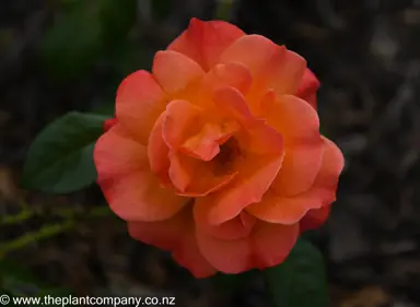 Stunning dark red flowers buds opening on Rose 'Fellowship'.