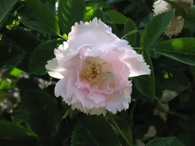 Rose 'Fimbriata' flower and green foliage.