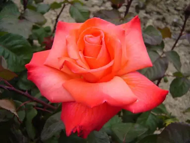 Rose 'Flamboyance' pink flower.