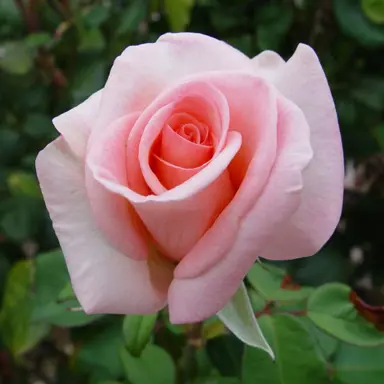 Rose 'Flamingo' pink flower.