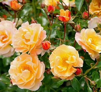 rose-flower-carpet-amber-