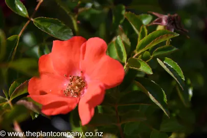 rose-flower-carpet-sunset-