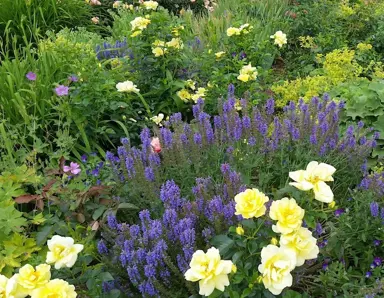 rose-flower-carpet-yellow-