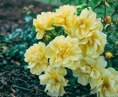 rose-flower-carpet-yellow-3