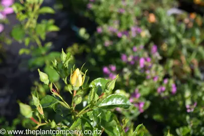 rose-flower-carpet-yellow-4