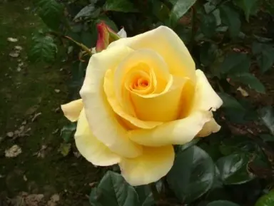 Rose 'Glorious' yellow flower.