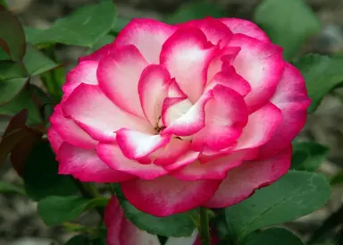 Rose 'Hannah Gordon' pink and white flower.