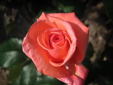 Rose 'Harmonie' rose-coloured flower.