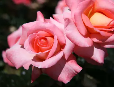 Rose 'Heart Throb' pink flowers.