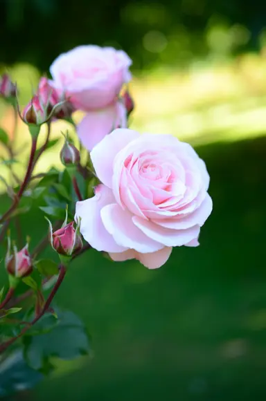 rose-heaven-scent-5