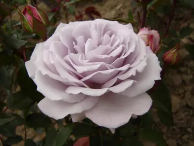 Rose 'Hi Ho Silver' flower.