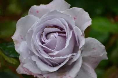 Rose 'Hi Ho Silver' lavender-coloured flower.