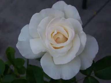 Rose 'Honor' beautiful white flower.