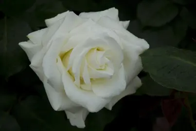 Rose 'Ice Cream' cream-coloured flower.