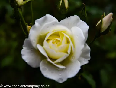 A white iceberg rose flower that is gorgeous.