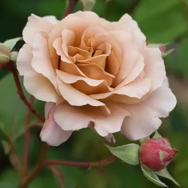 Rose 'Julia' fawn-coloured flower.