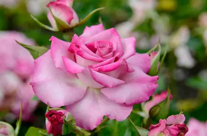 Rose 'Katherine Mansfield' pink-purple flower.