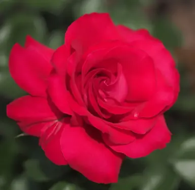 Rose 'La Marseillaise' red flower.