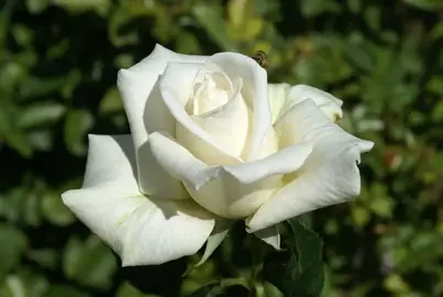 Rose 'Land Of The Long White Cloud' white flower.