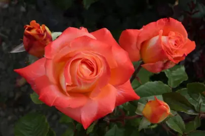 Rose 'Lantern' orange flower.