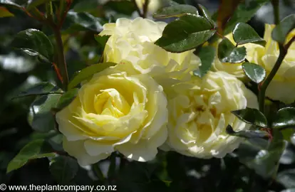 rose-lemon-and-lime-standard--1