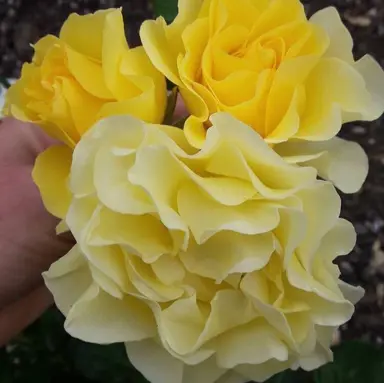 rose-lemon-ruffle-