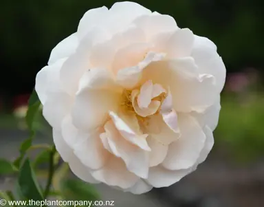 Cream coloured flower on Rose 'Lichfield Angel'.