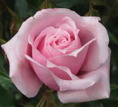 Rose 'Little Opal' pink flower.