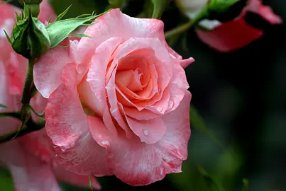 Rose 'Liverpool Echo' pink flower.