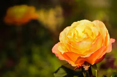 Rose 'Lolita' orange flower.